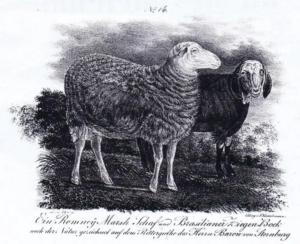Romney-Marsh Schafe aus dem Rittergut Lützschena
