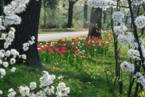 Abb. 5: Der Oranienburger Schlosspark im Frühling
