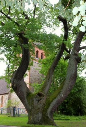 Abb. 4: 700-jährige Eiche in Grüntal