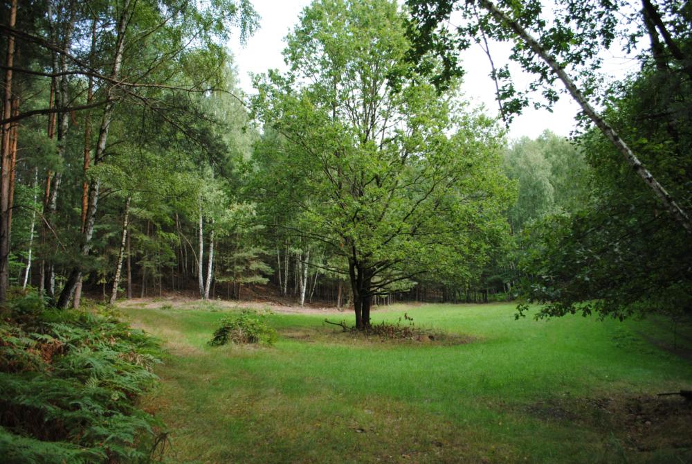 Abb. 7: Wildweide mit Eiche und Bodenprofil (rechts)