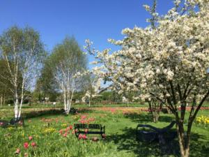Abb. 7: Der Oranienburger Schlosspark im Frühling