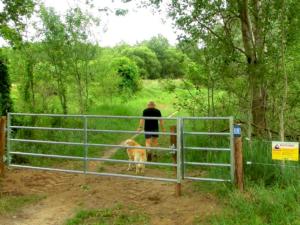 Abb. 2: Besucher mit angeleintem Hund beim Durchqueren einer Waldweide östlich von Hobrechtsfelde im Sommer 2012