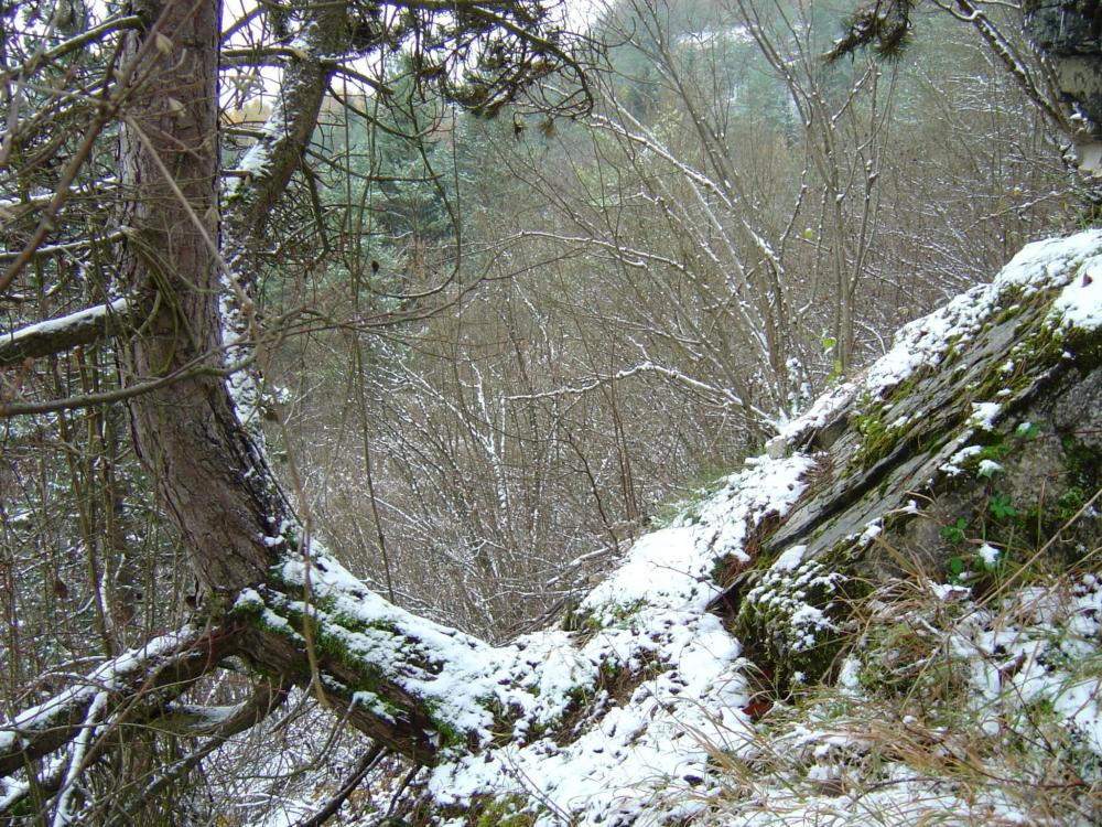 Abb. 19: Hakenschlagender Baum im Bereich des Bergrutsches am Hasenberg bei Ebermannstadt (18./19. Februar 1957)