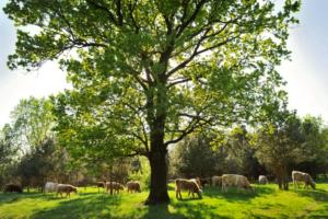 Abb. 5: Rinderherde auf den Hobrechtsfelder Rieselfeldern