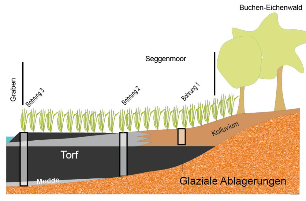 Abb. 36: Typische randliche Überlagerung der Niederungs-Torfe durch Kolluvium, hier vom Schweinebuchtenberg kommend (Zeichnung Christoph Kunkel)