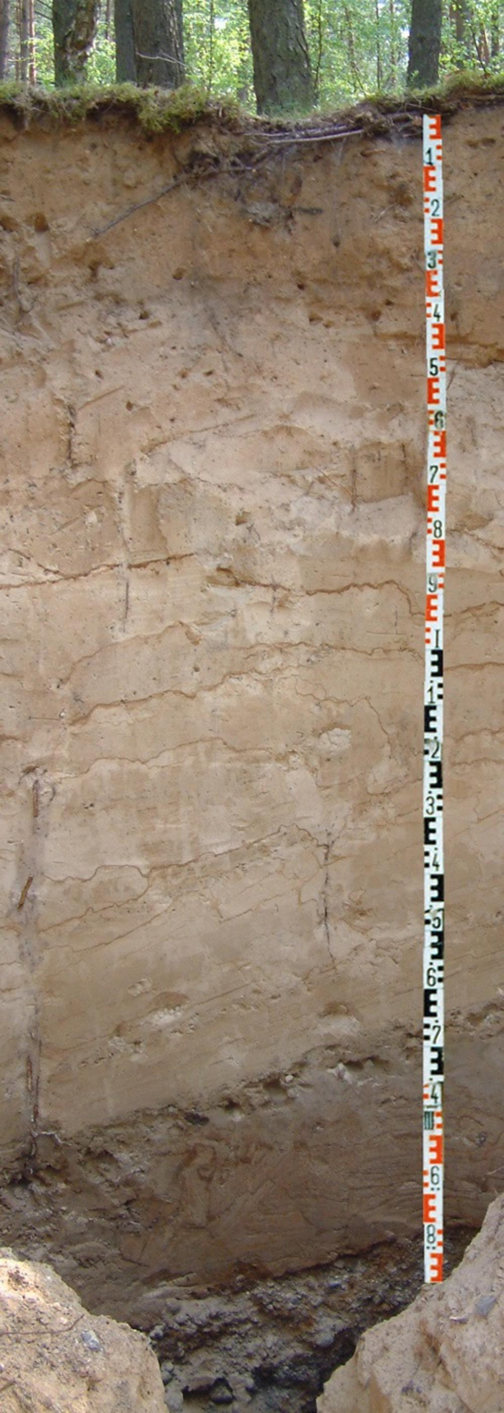 Abb. 34: Grobe Kiese aus dem Kern des Schweinebuchtenberg-Kames unter einer feineren periglazialen Decke (vermutlich mit äolischem Sand), oben die Reste einer gekappten Braunerde