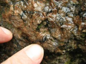 Abb. 27: Die aufgesprungenen Feldspatkristalle im Mariannelund-Granit. Die Verfüllung erfolgte mit dem dunklen Mineral Hornblende, welches die markanten schwarzen Striche im Gestein erzeugt.
