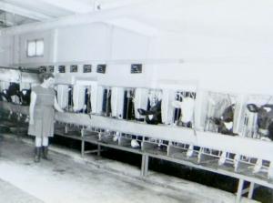Abb. 17: Erika Hengstler betreut die neue zentrale Kälberaufzuchtstation im ehemaligen Schweinestall mit 335 Kälbern, 1974