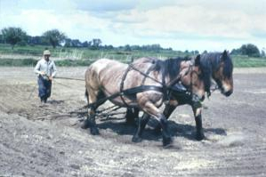 Abb. 3: Kurt Wissolowski als Gespannführer bei der Rieselfeldbewirtschaftung per Pferd um 1960
