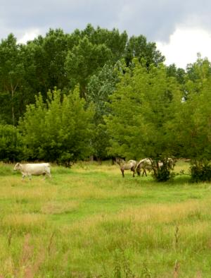 Abb. 14: Mit Rindern und Pferden beweidete halboffene Waldlandschaft, 2014