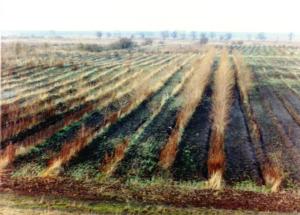 Abb. 5: Pappelanpflanzungen westlich von Hobrechtsfelde, 1990