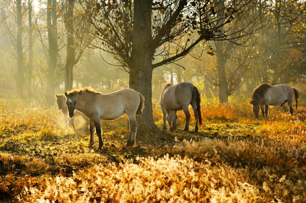 Abb. 10: Konik-Herde, westlich von Hobrechtsfelde im Herbst 2012
