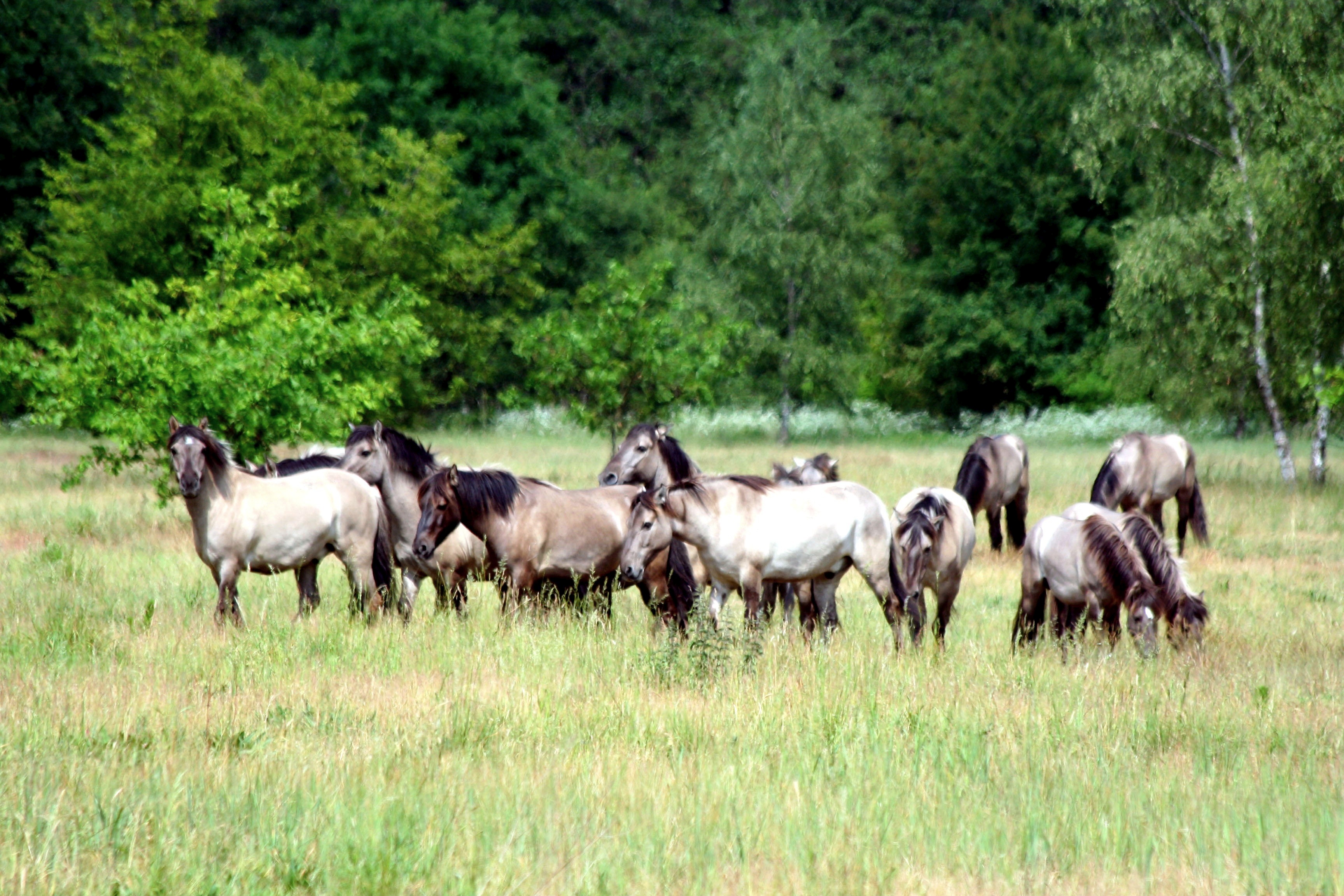 Abb. 1: Halboffene, mit Konik-Pferden beweidete Waldlandschaft westlich von Hobrechtsfelde