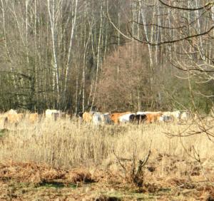Abb. 7: Mit etwa 30 Rindern besetzte Separationsfläche Lietzengraben Süd, während der Bewegungsjagd im Januar 2014