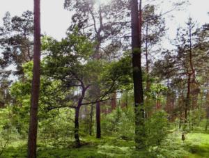 Abb. 19: Strukturreicher Kiefern-Eichen-Bestand in der Schönower Heide, 2014