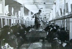 Abb. 5: Viehfütterung per Feldbahnwagen auf dem Gut Hobrechtsfelde, 1969