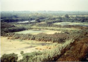 Abb. 1: Aktive Rieselfeldbecken am nordöstlichen Standrohr von Hobrechtsfelde, 1984