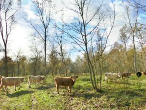 Abb. 6: Robuste Rinder auf überlehmten aufgeforsteten Rieselfeldern westlich von Hobrechtsfelde, 2013