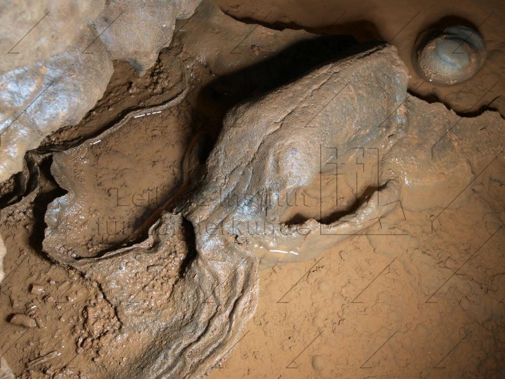 Abb. 15: Eingesinterter Höhlenbärschädel in der Zoolithenhöhle bei Burggaillenreuth