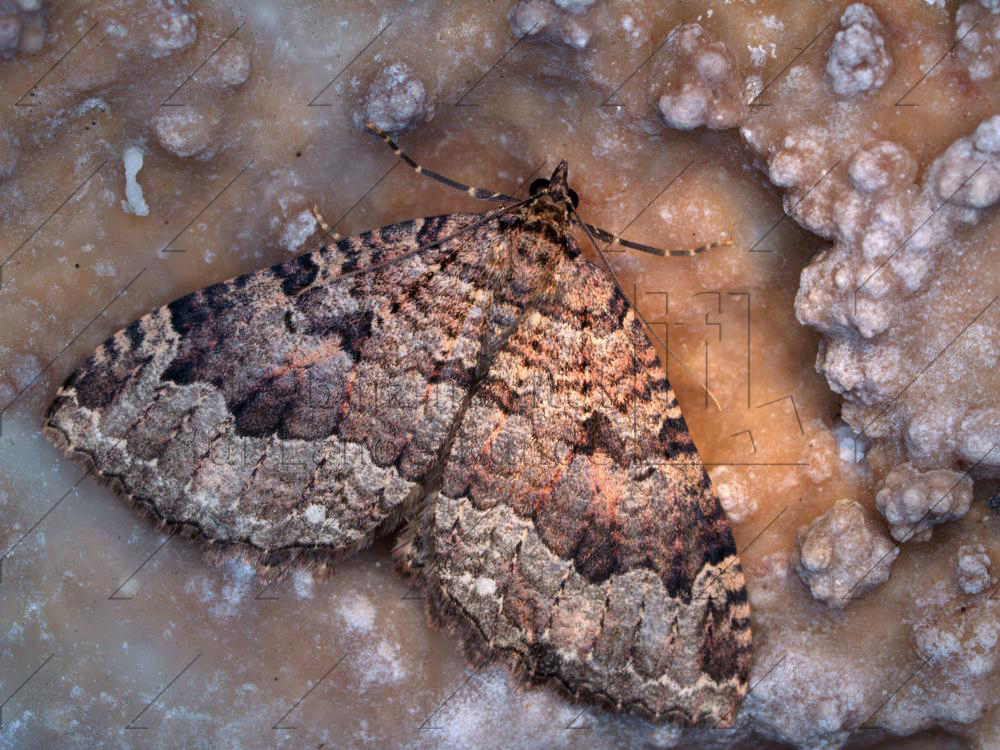 Abb. 20: Wegdornspanner (*Triphosa dubitata*) in einer Höhle der Fränkischen Schweiz