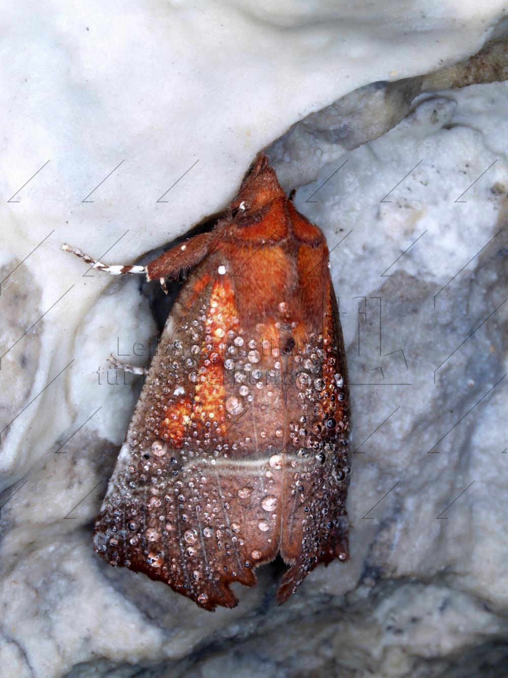 Abb. 21: Zackeneule (*Scoliopterix libatrix*) in einer Höhle der Fränkischen Schweiz