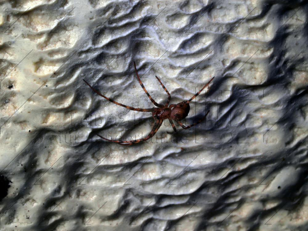 Abb. 22: Eines der häufigsten Tiere in fränkischen Höhlen, die Spinne *Meta menardi*