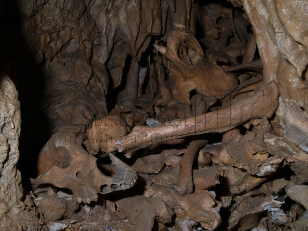 Abb. 14: Höhlenbärenknochen in der Zoolithenhöhle bei Burggaillenreuth