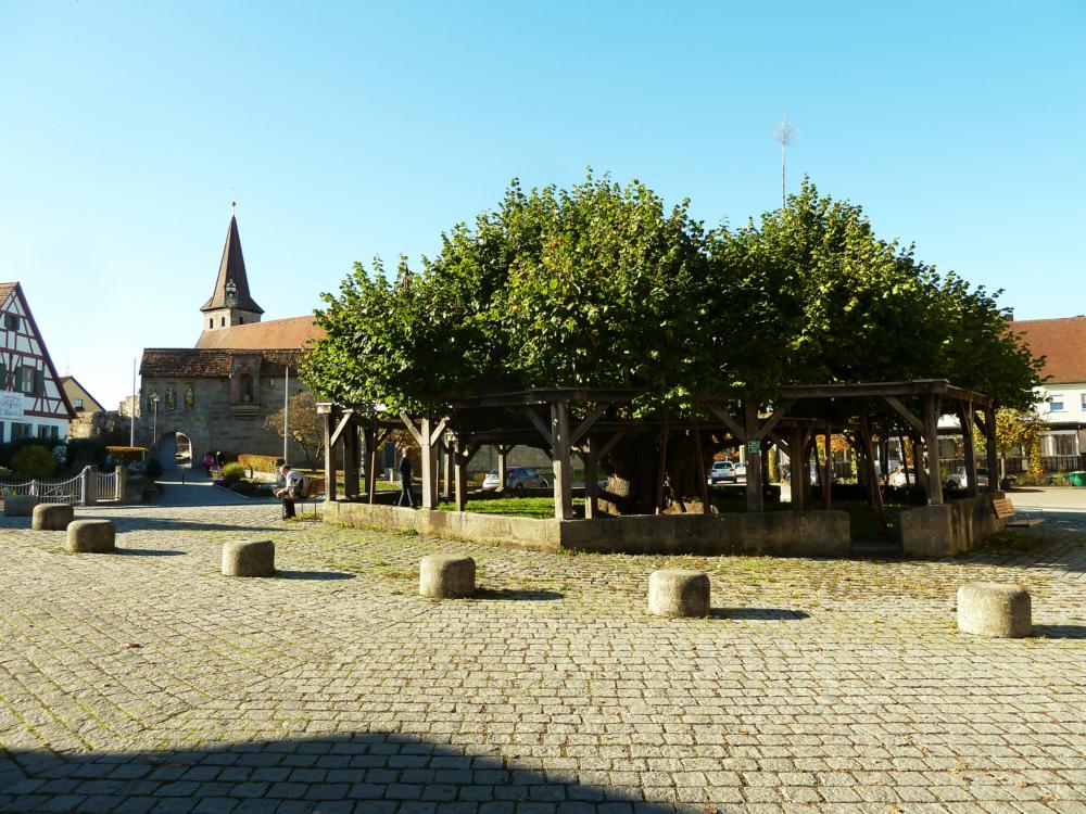 Abb. 12: Die mächtige und breit ausladende Linde befindet sich im Dorfzentrum neben der historischen Kirchenburg (links im Hintergrund). Sie wird durch ein laubenartig angeordnetes Holzgerüst gestützt.