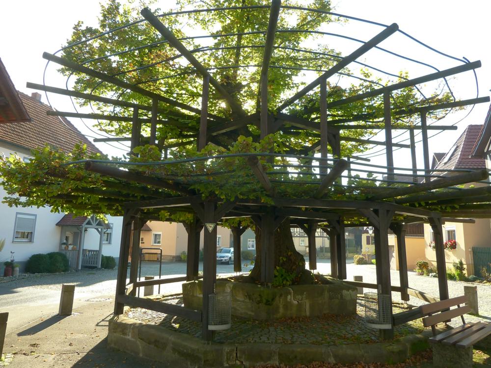 baumriesen-mit-historischer-und-symbolischer-bedeutung-http