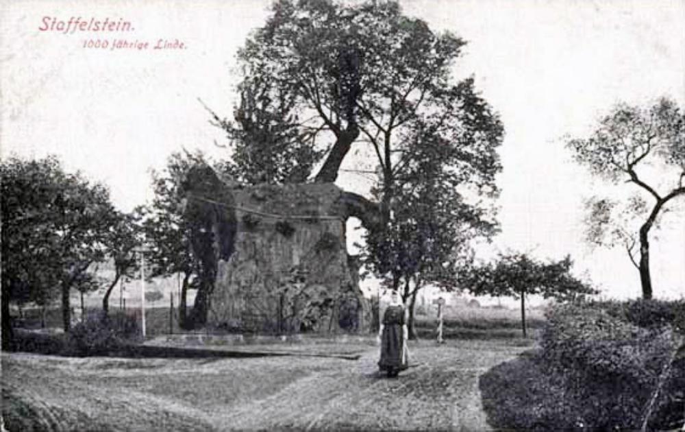 Abb. 3: Aufnahme der Friedhofslinde nach 1900: Der Baum war bereits damals nur noch eine Ruine, die nicht mehr durch Sanierung zu retten war.