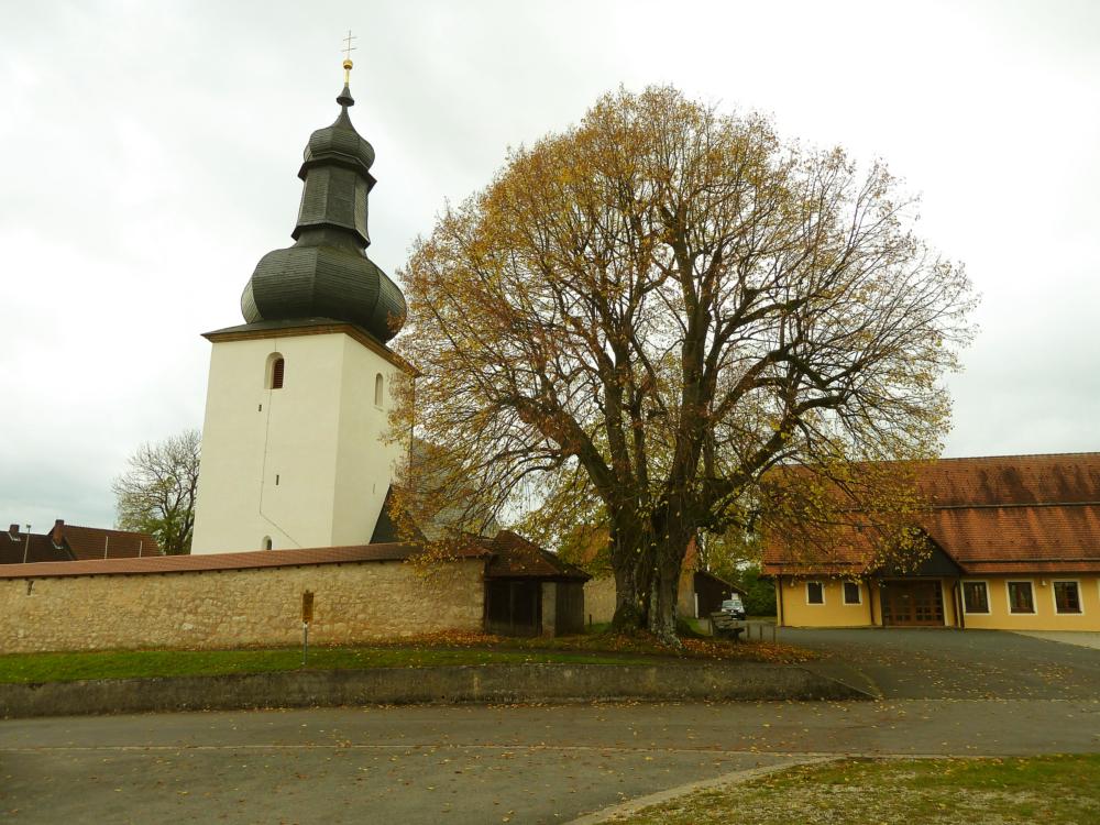 Abb. 35: Die alte Linde von Hohenpölz liegt neben dem Friedhof und der Wehrkirche außerhalb der Ummauerung dieser Anlage.