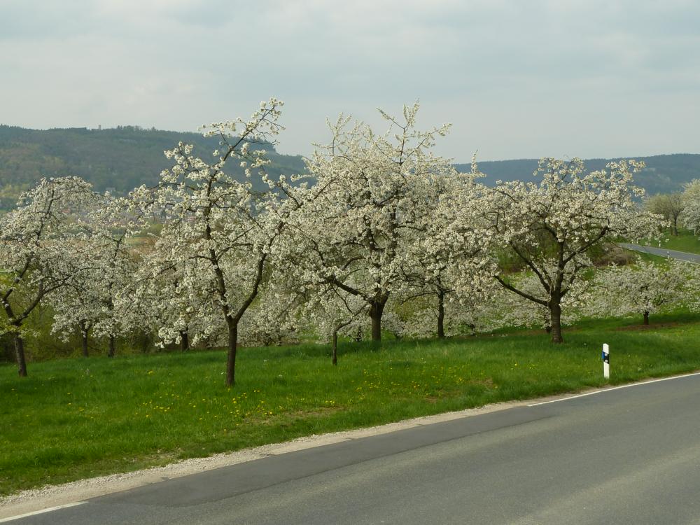 Abb. 1: Streuobstwiesenfeld zur Zeit der Kirschblüte bei Pretzfeld