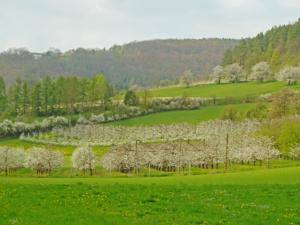 Abb. 7: Blühende Kirschbaumplantage bei Untertrubach in Reih und Glied, die wenig mit dem Landschaftsbild der Streuobstbestände gemein hat