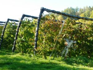 Abb. 9: Kirschbaumplantage mit Tröpfchenbewässerung und Gestell für die Plastiküberdachung bei Oberlindelbach