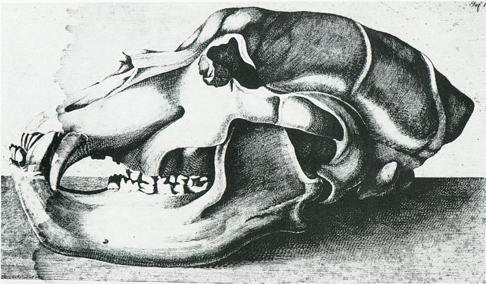 Abb. 2: Schädel eines Höhlenbären aus einer der Höhlen, die von Rosenmüller ausführlich beschrieben wird.