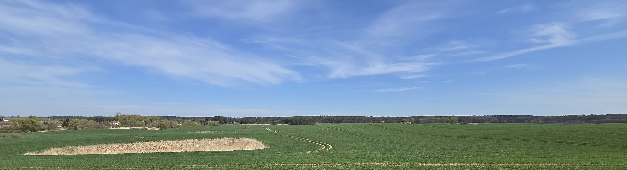 Abb. 6: Blick von Westen auf den Prenzlauer Stadtforst