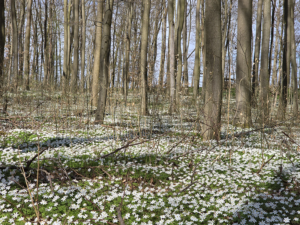 Abb. 5: Prenzlauer Stadtforst. Blühende Buschwindröschen