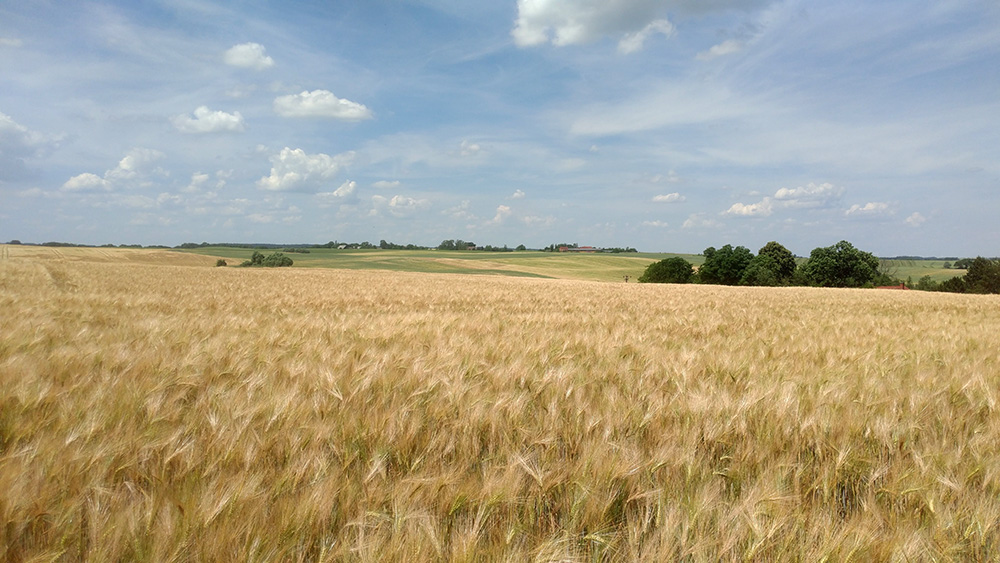 Abb. 2: Ausgeräumte Ackerlandschaft bei Potzlow