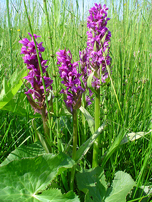 Abb. 1: Das Breitblättrige Knabenkraut (<i>Dactylorhiza majalis</i>), hier an den Weißen Bergen, gehört zu den stark gefährdeten Pflanzenarten im Untersuchungsgebiet.