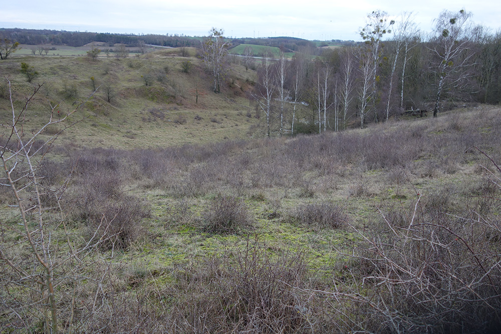 Abb. 4: Verbuschung im NSG „Randowhänge bei Schmölln“ – zur Offenhaltung der Trockenhänge ist neben der Beweidung auch die regelmäßige Entnahme von Gehölzen nötig
