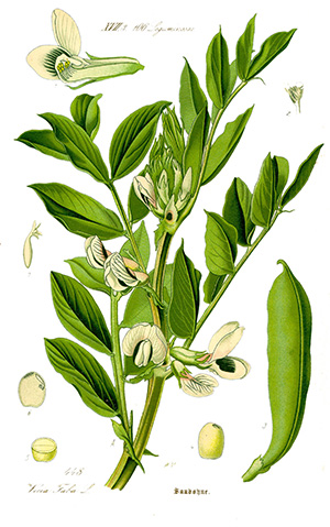 Abb. 1: Die Ackerbohne (<i>Vica faba L.</i>) wird umgangssprachlich vielfältige bezeichnet, so z. B. auch als Saubohne. Hier eine Illustration aus Otto W. THOMÉ (1885): Flora von Deutschland, Österreich und der Schweiz. – Gera.