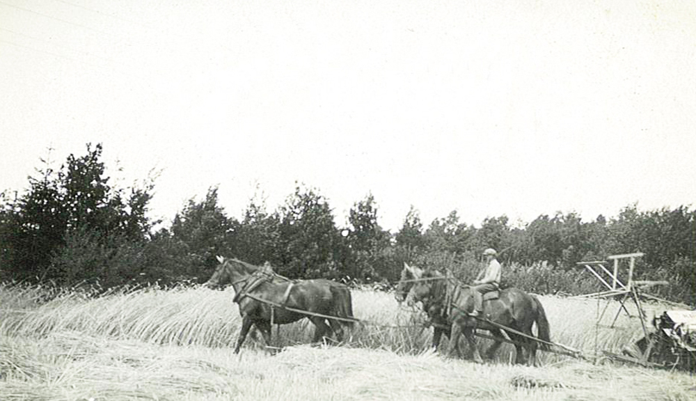 Abb. 77: Bis Anfang der 1920 Jahre wurde der Garbenbinder vierspännig gefahren, dann kamen die ersten beiden Traktoren mit Zapfwellenantrieb, die auch den Binder betrieben. Von nun an wurden fast nicht vorstellbare Tagesleistungen vollbracht.