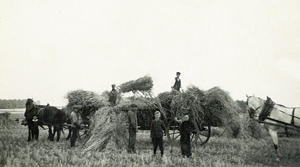 Abb. 75: Das Verladen der Garben auf die Leiterwagen