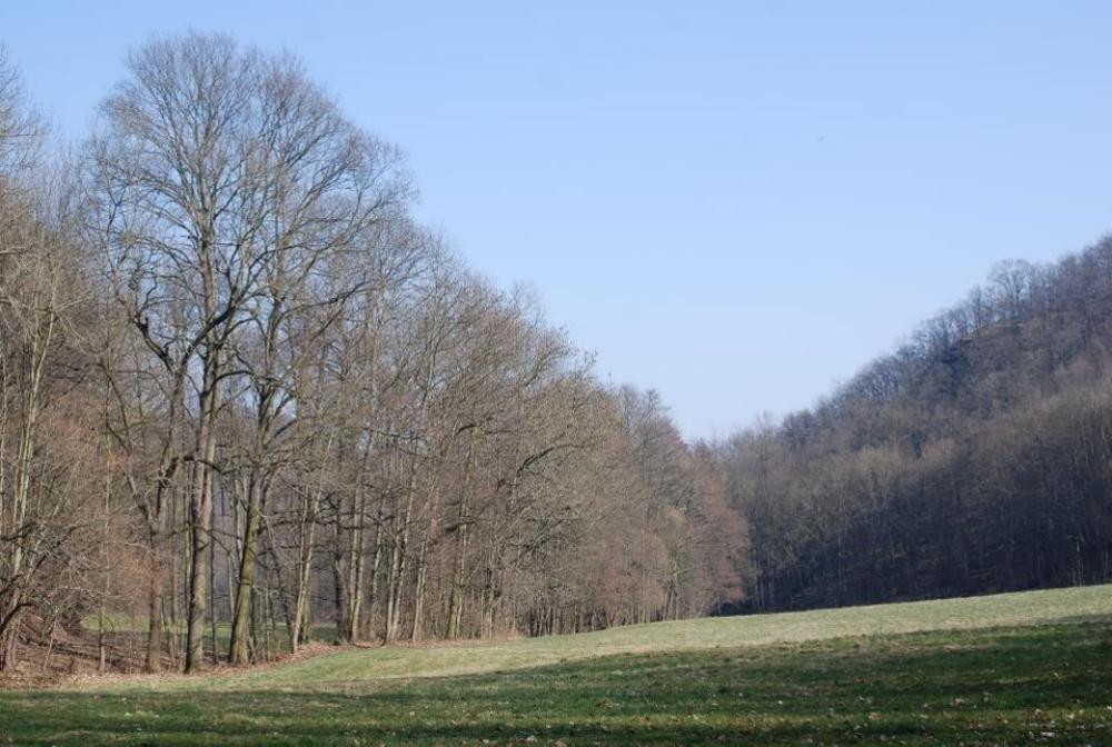 Abb. 5: Wiesen und Wald im mittleren Saubachtal