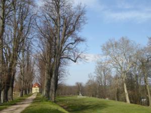 Abb. 20: Die barocke Lindenallee im Park von Rothschönberg führt zum Pavillon, daneben die langgestreckte Wiesenterrasse mit der mächtigen Flatter-Ulme am Ende. Rechts vorn die hohe Platane, dahinter führt der Weg steil hinab in den Landschaftspark.