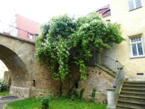 Abb. 12: Erst 2008 wurde passend in einem Winkel der Abstiegstreppe vom Schloss in den Burggraben eine Kletterrose gepflanzt. Sie ist bereits 8 m hoch und mit 21 cm Stammumfang der Champion Tree in Deutschland.