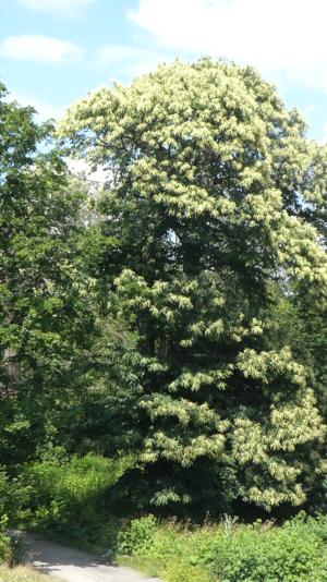 Abb. 21: Der Eingang in den Park von Weistropp wird von einer Ess-Kastanie bestimmt. Sie ist im Juni ein auffallender Blütenbaum.